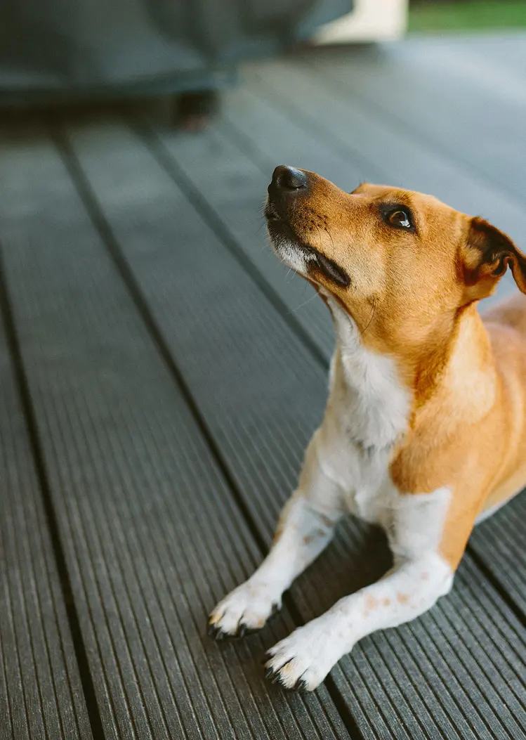 chambre d'hôtes dogfriendly, qui accepte les animaux, ici un chien en terrasse