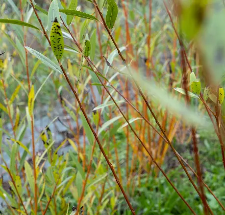 culture et vente osier Lot