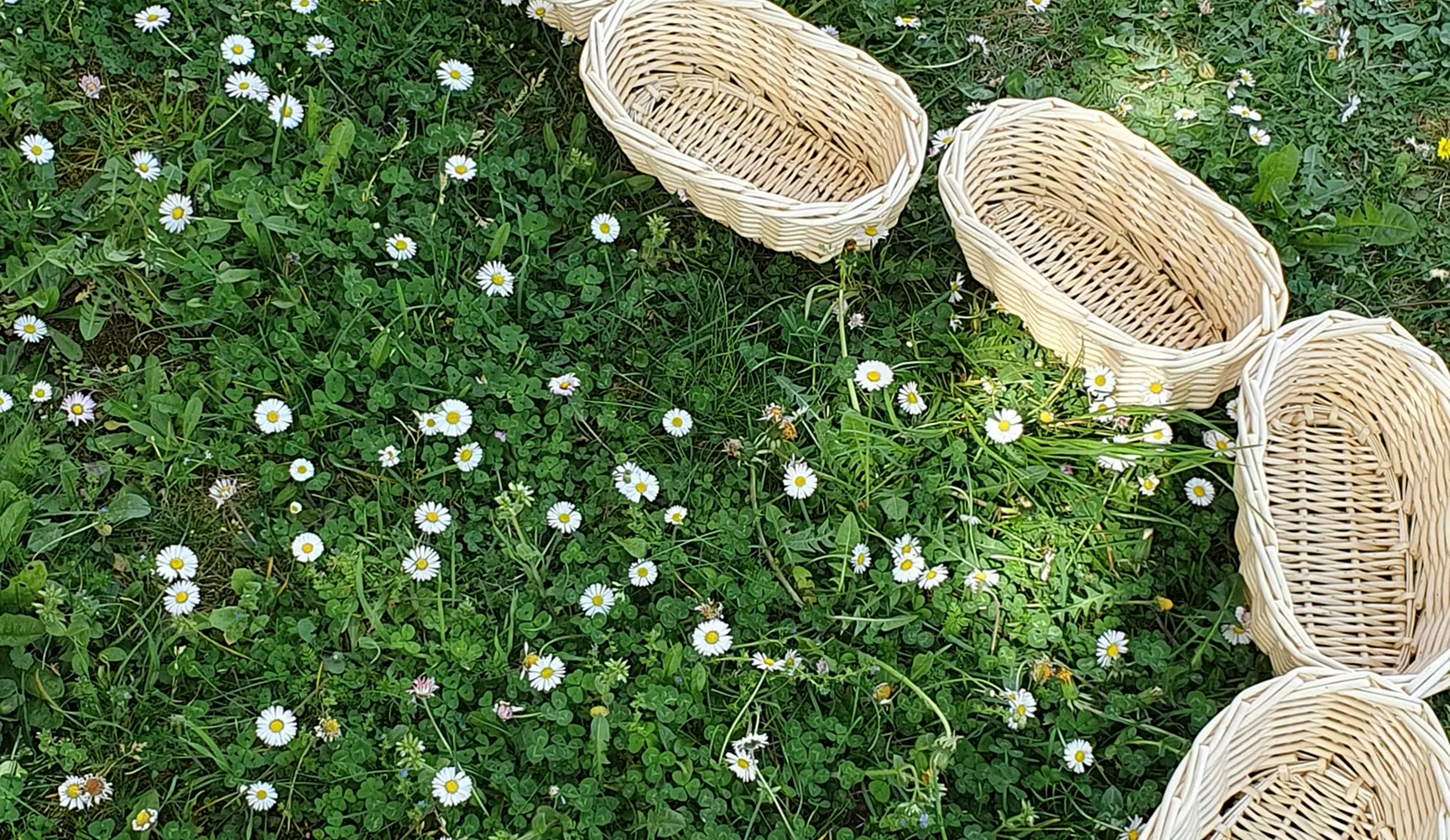 oseraie du quercy calvignac lot 46