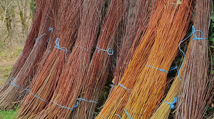 osiericulture osier coupe