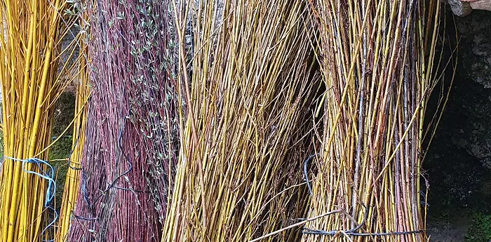 variete osier purpurea triandra fragilis