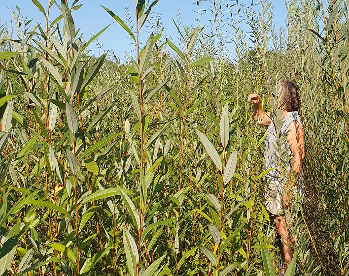 visite de l'oseraie du quercy pour les groupes